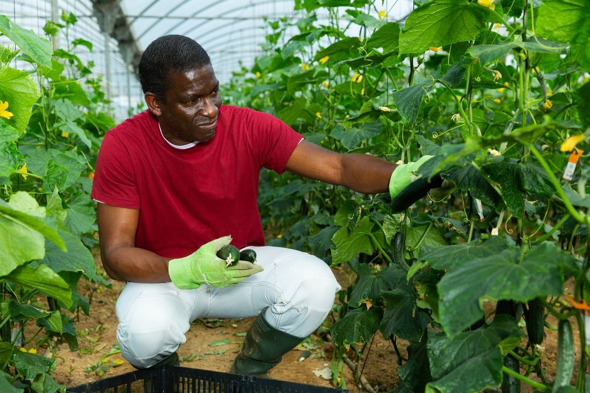 Propac- Plateforme Regionale des Organisations Paysannes d’Afrique Centrale Propac- Plateforme Regionale des Organisations Paysannes d’Afrique Centrale