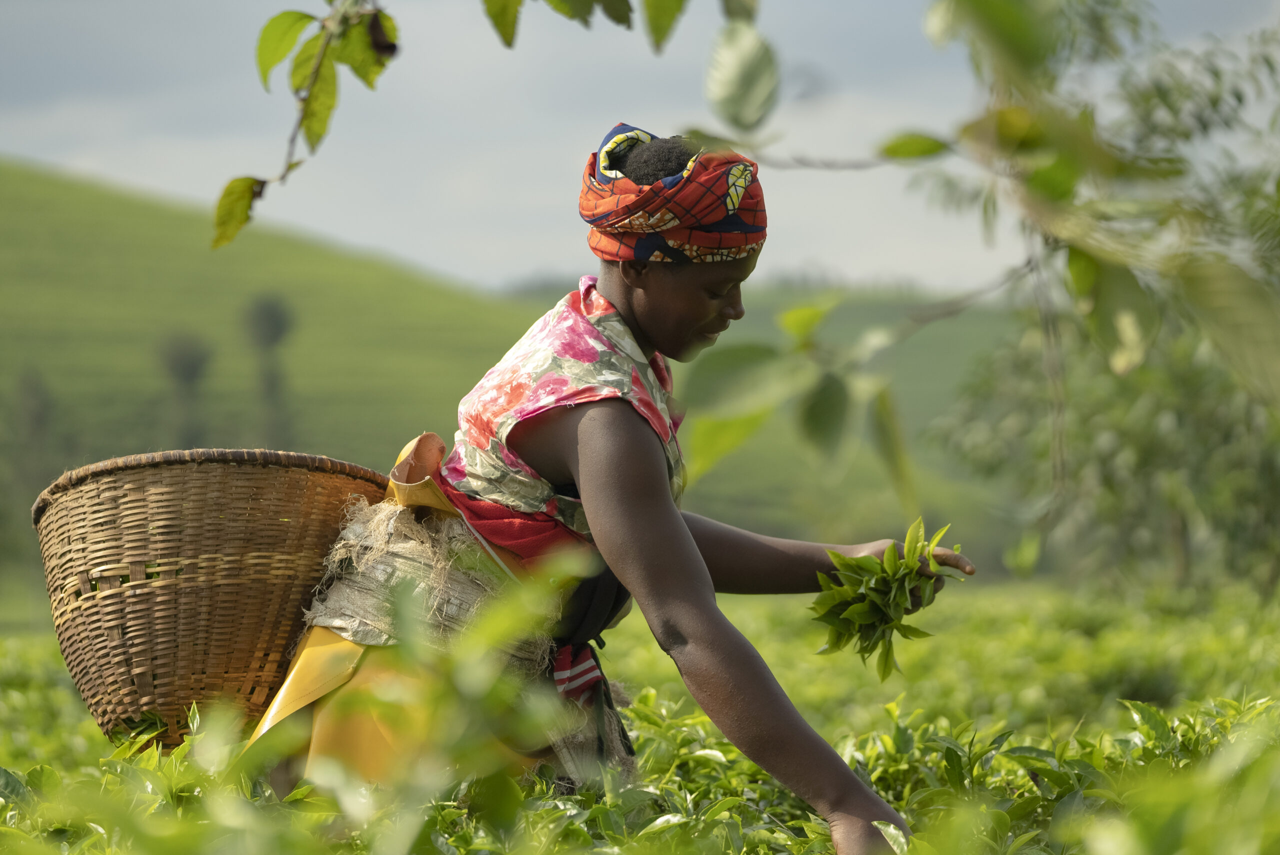 Déclaration de la PAFO au Sommet "Dakar2" de la BAD-"Nourrir l’Afrique : souveraineté alimentaire et résilience" Site2 Scaled